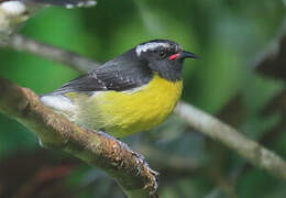 Bananaquit