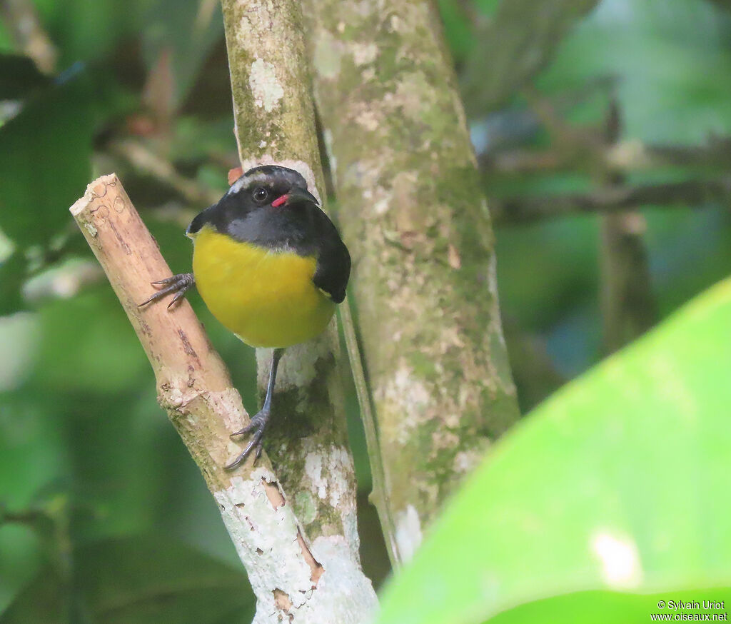 Bananaquitadult