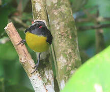 Bananaquit