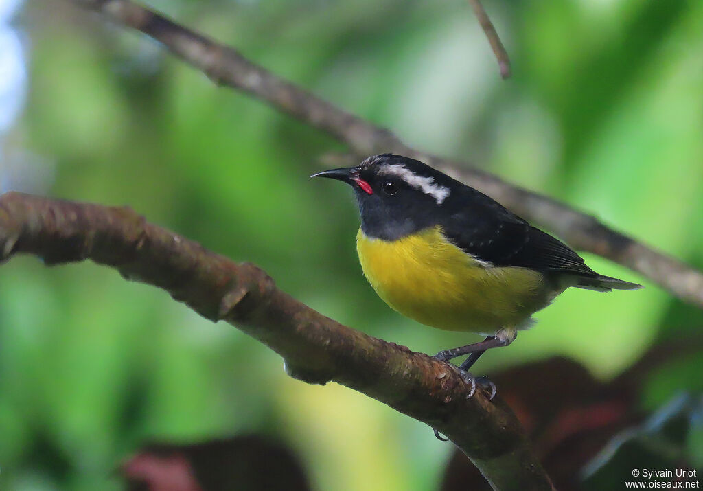 Bananaquitadult