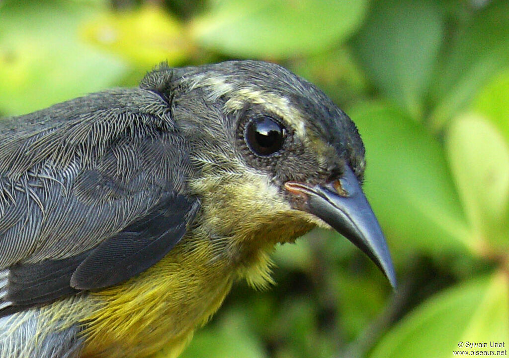 Sucrier à ventre jauneimmature