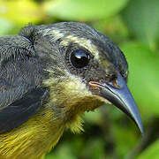 Bananaquit