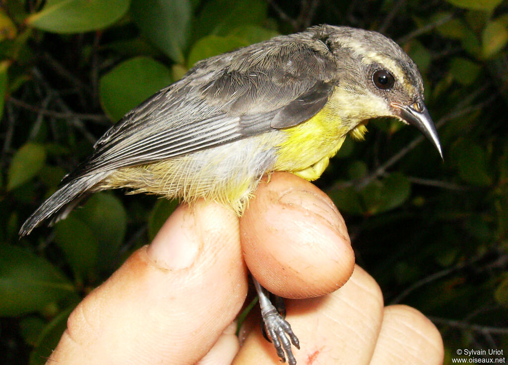 Sucrier à ventre jaune