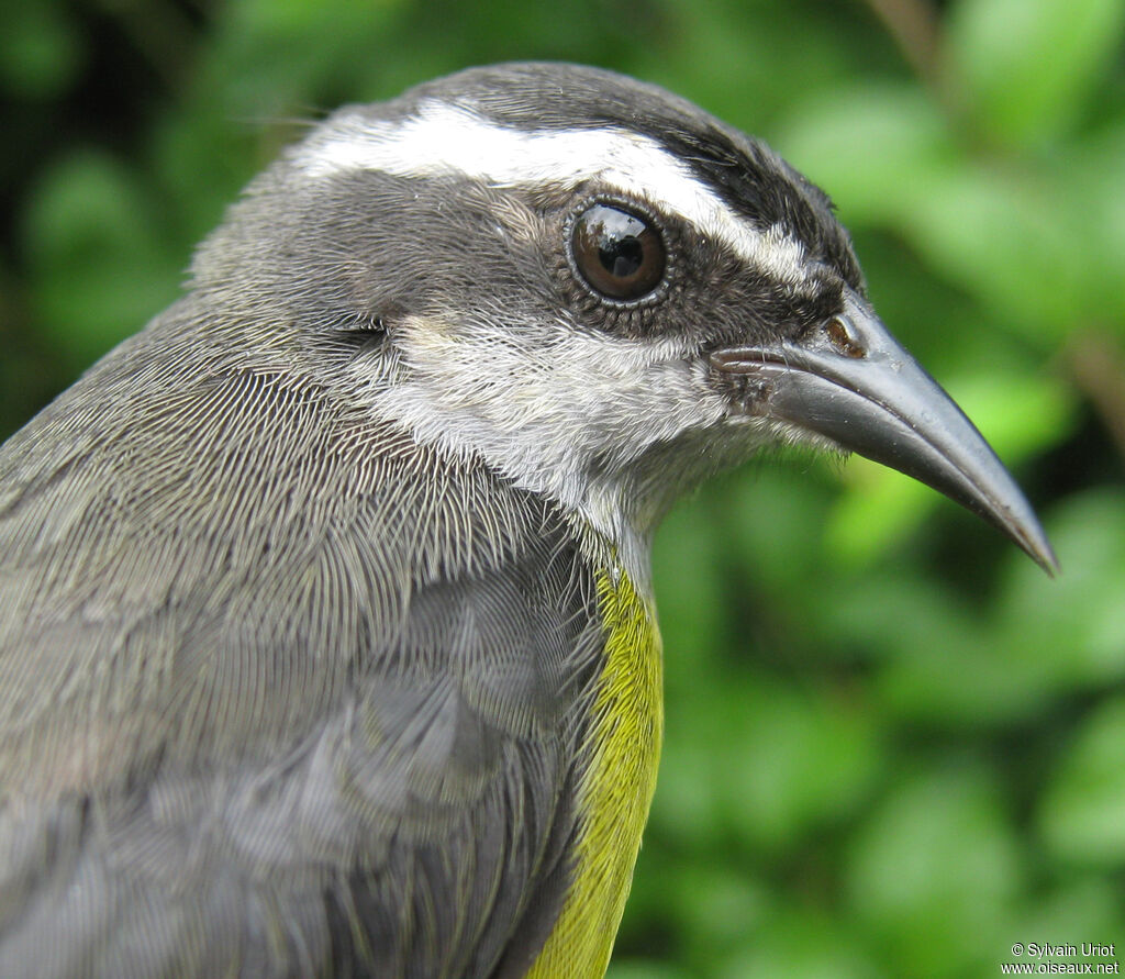 Bananaquitadult