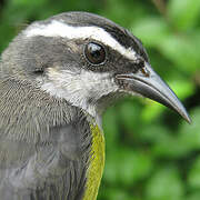 Bananaquit