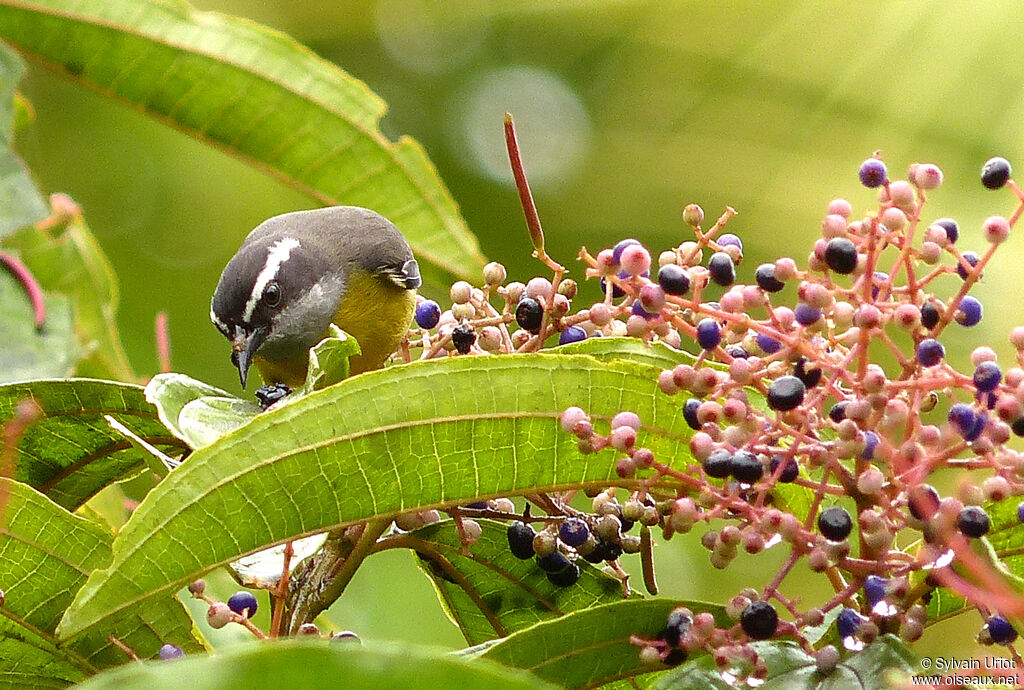 Bananaquitadult