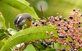 Bananaquit