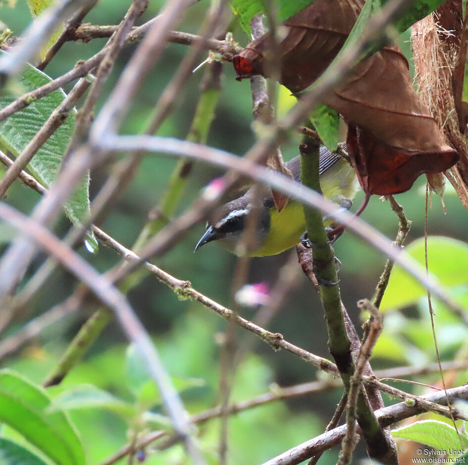 Bananaquitadult