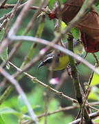 Bananaquit