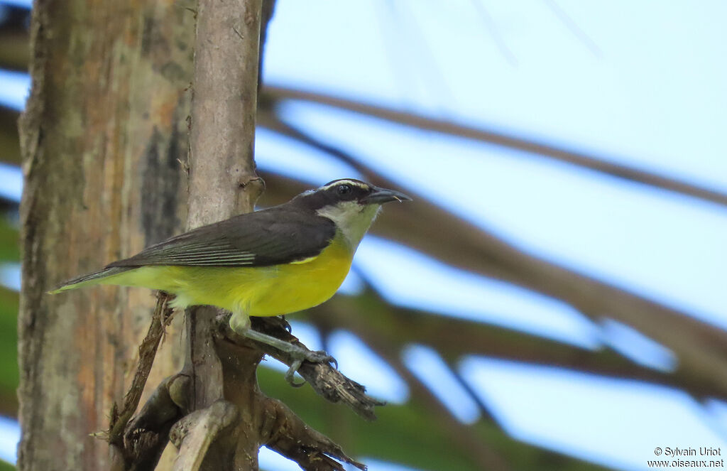 Bananaquitadult