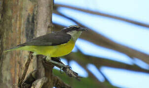 Bananaquit