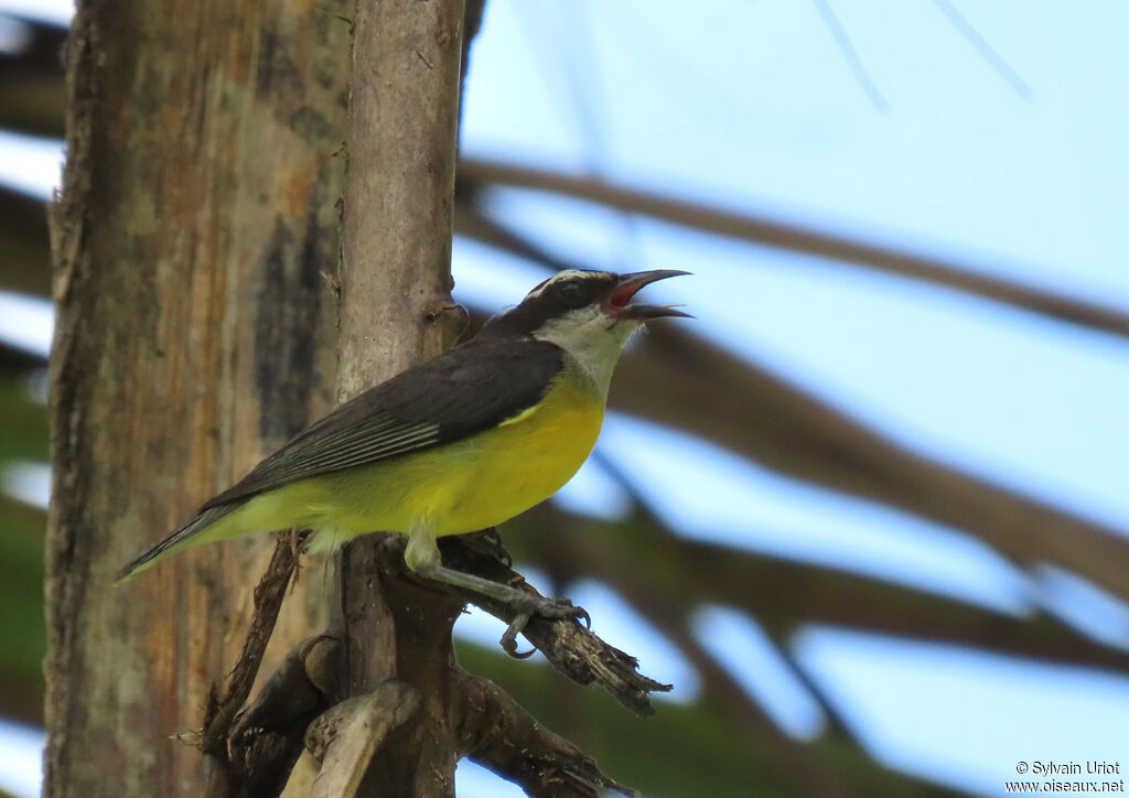 Bananaquitadult