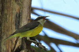 Bananaquit