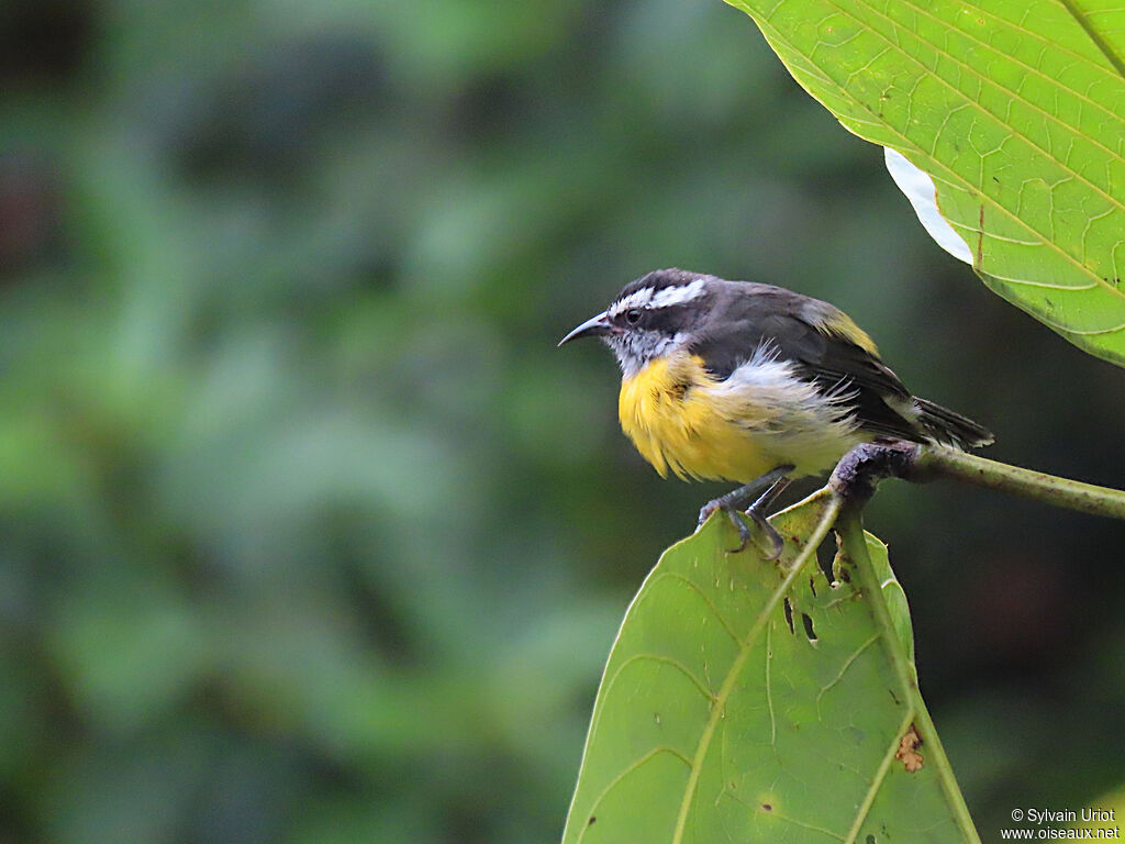 Bananaquitadult