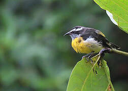 Bananaquit