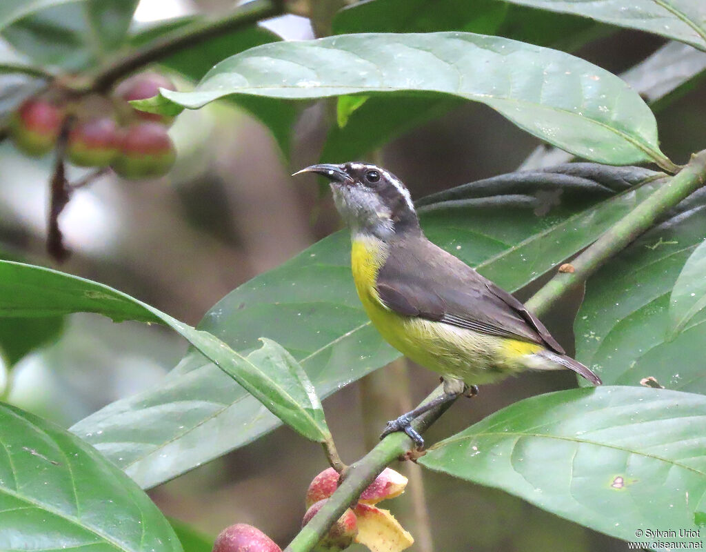 Bananaquitadult