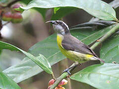 Bananaquit