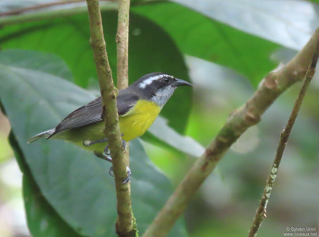 Bananaquitadult