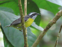 Bananaquit