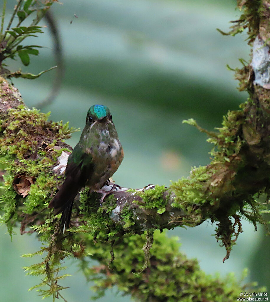 Violet-tailed Sylph female adult