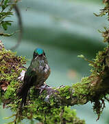 Violet-tailed Sylph