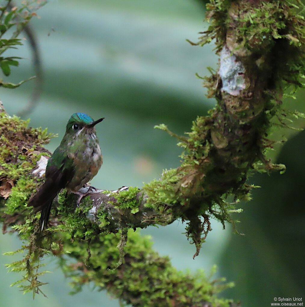 Violet-tailed Sylph female adult