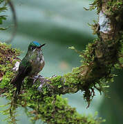 Violet-tailed Sylph