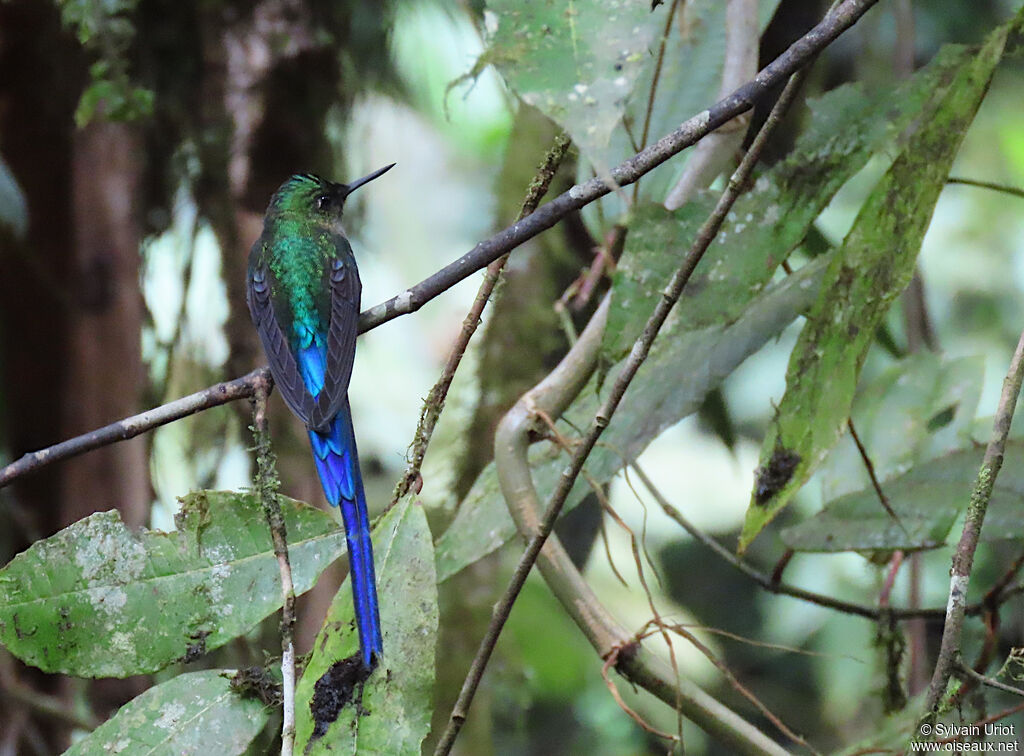 Violet-tailed Sylph male adult