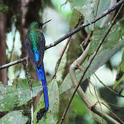 Violet-tailed Sylph