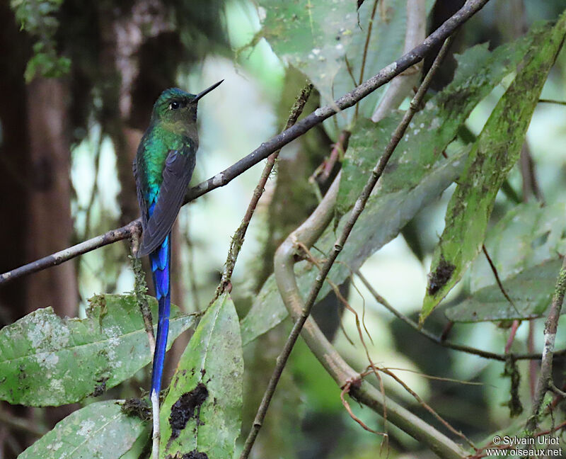 Violet-tailed Sylph male adult