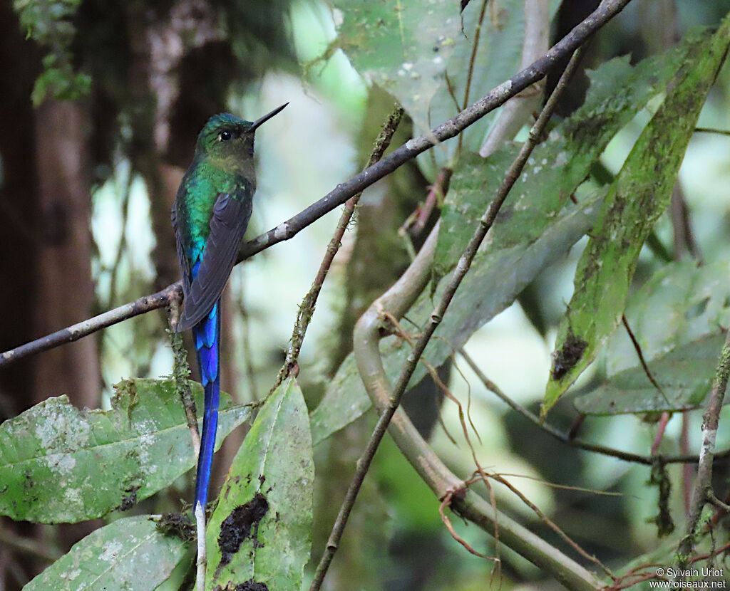 Violet-tailed Sylph male adult