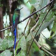 Violet-tailed Sylph