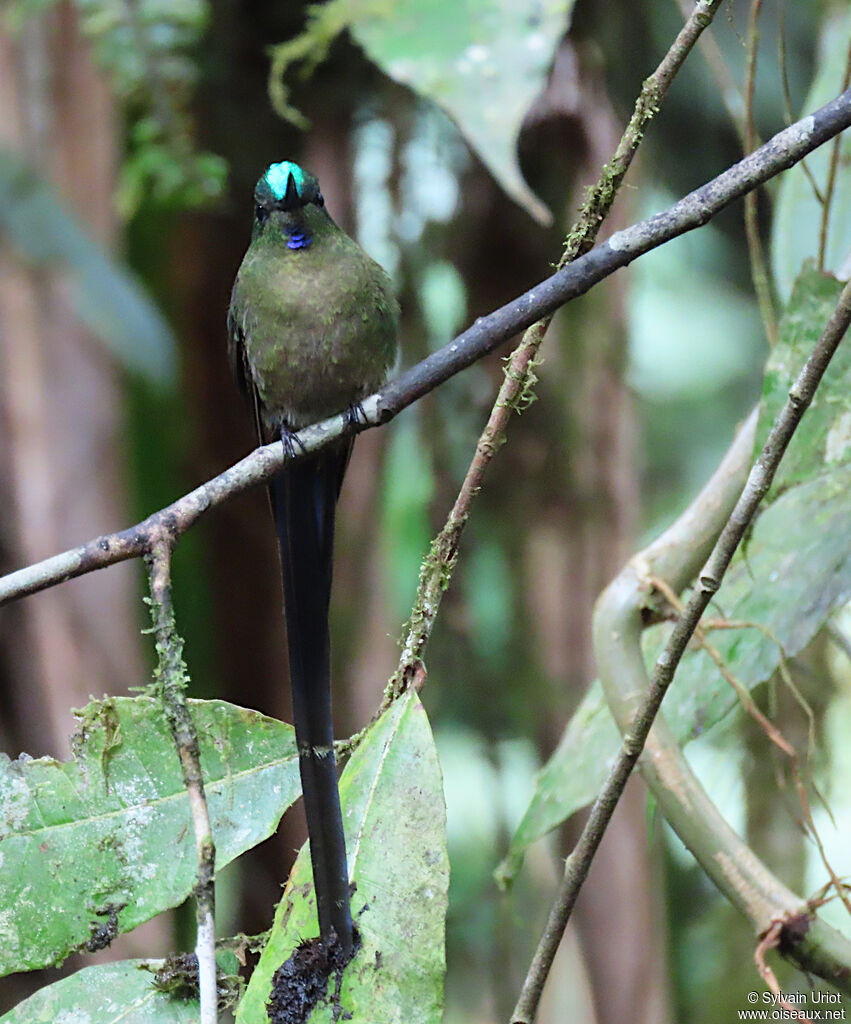 Violet-tailed Sylph male adult