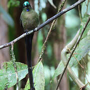 Violet-tailed Sylph