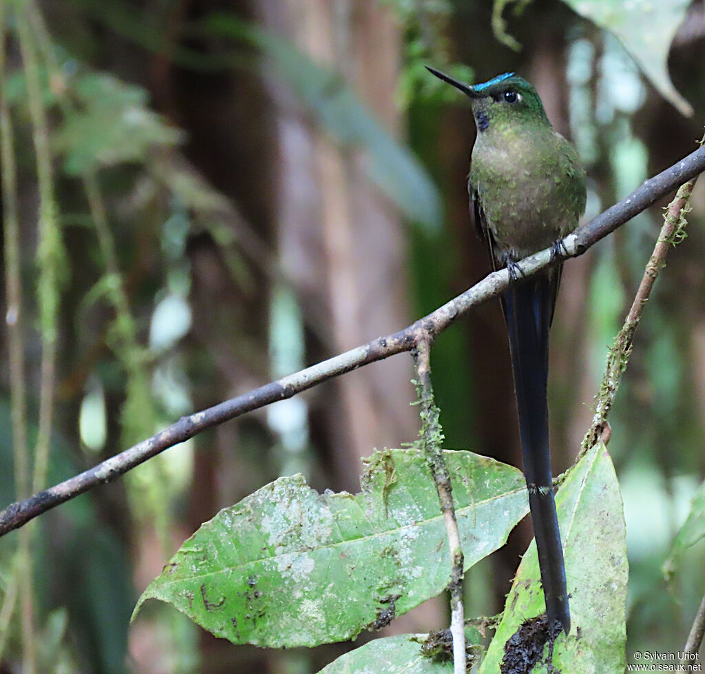 Violet-tailed Sylph male adult