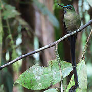 Violet-tailed Sylph