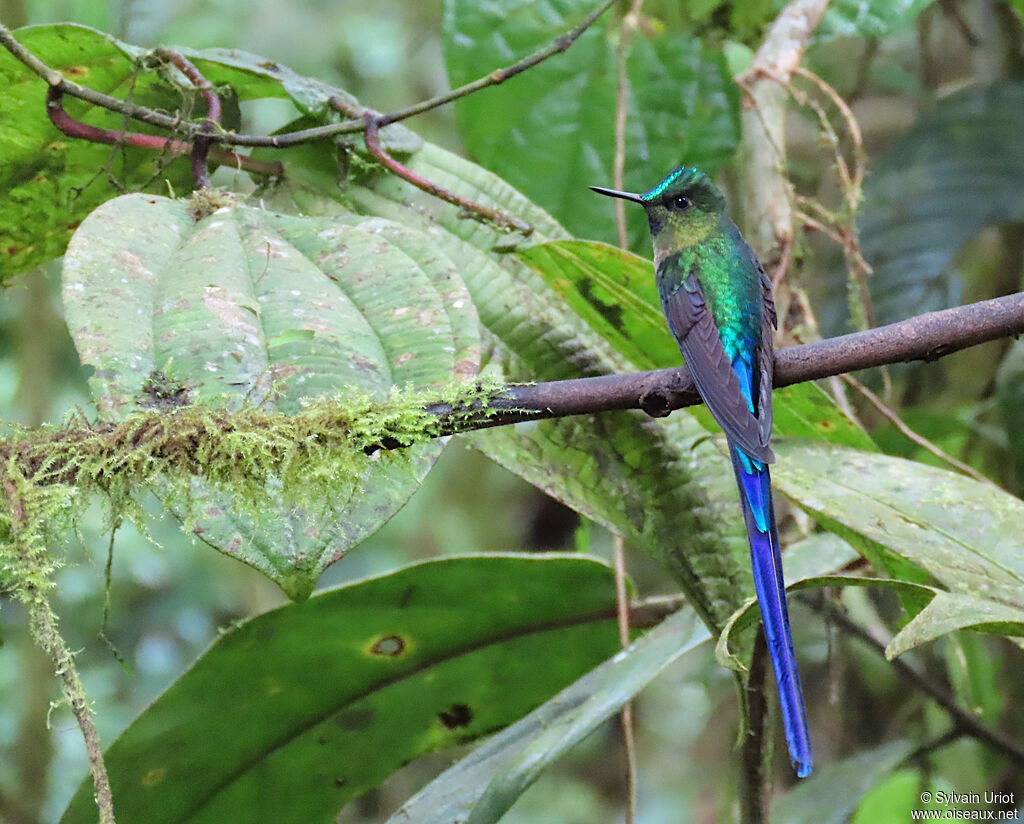 Violet-tailed Sylph male adult