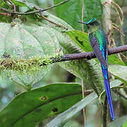 Violet-tailed Sylph