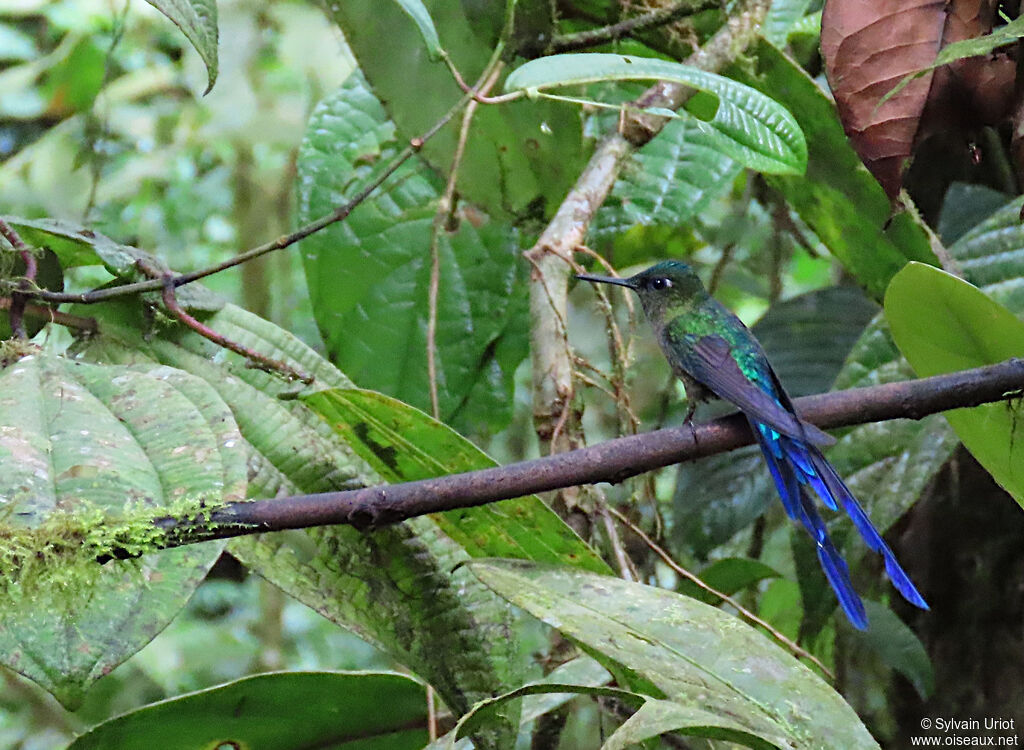 Violet-tailed Sylph male adult