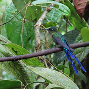 Violet-tailed Sylph