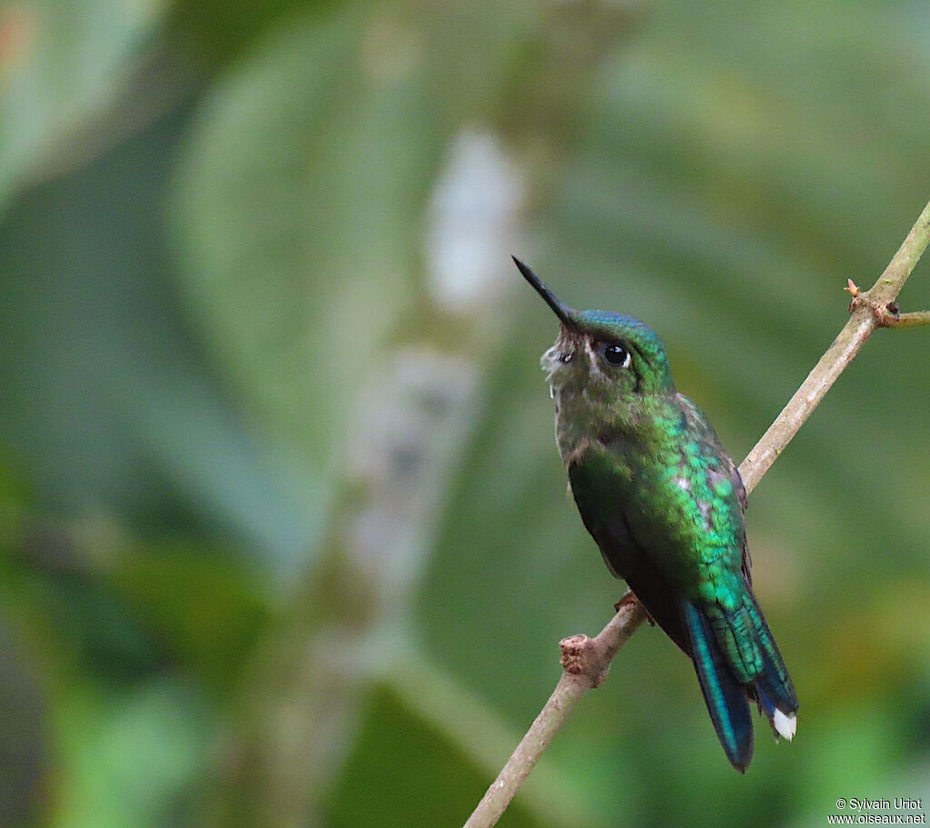 Violet-tailed Sylph female adult