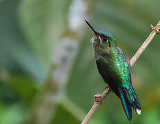 Violet-tailed Sylph