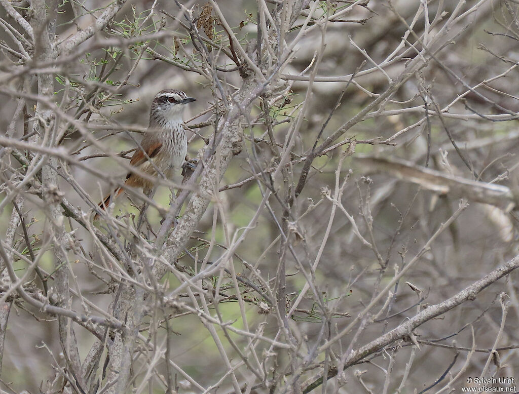 Necklaced Spinetailadult