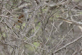 Necklaced Spinetail