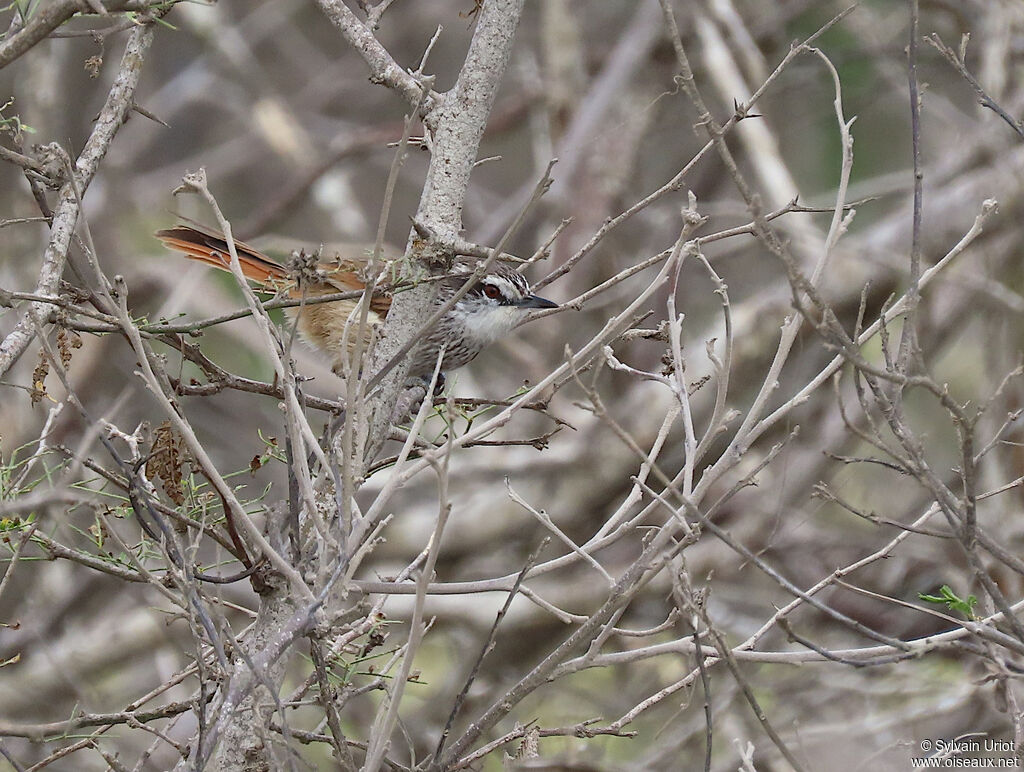 Necklaced Spinetailadult