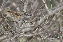 Necklaced Spinetail