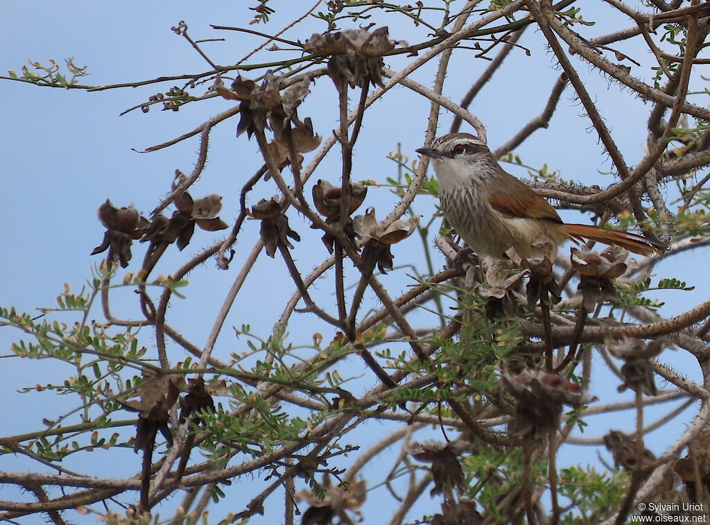 Necklaced Spinetailadult