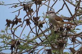 Necklaced Spinetail