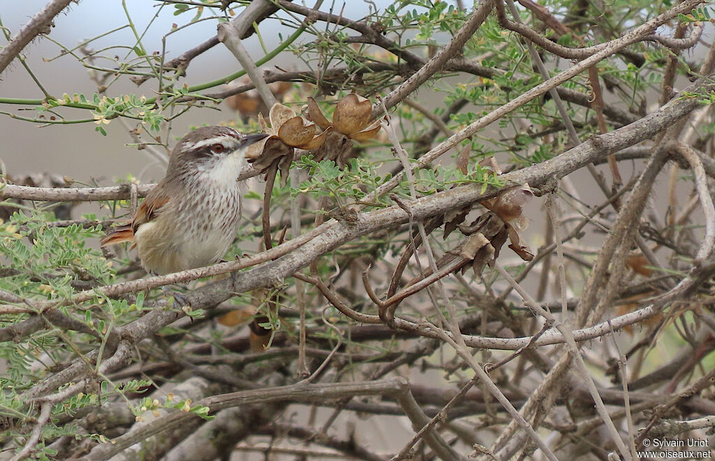 Necklaced Spinetailadult