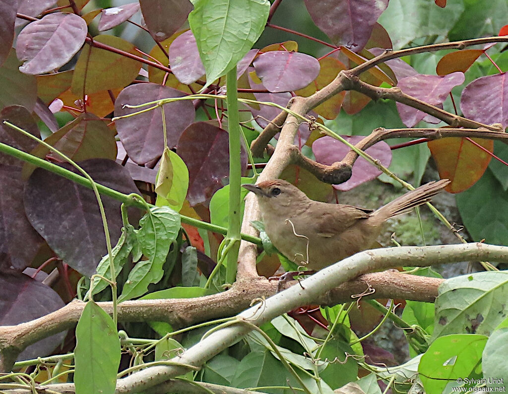 Rufous-fronted Thornbirdadult